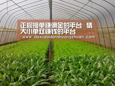 种植基地四