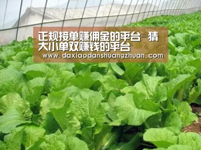 种植基地一