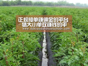 种植基地三