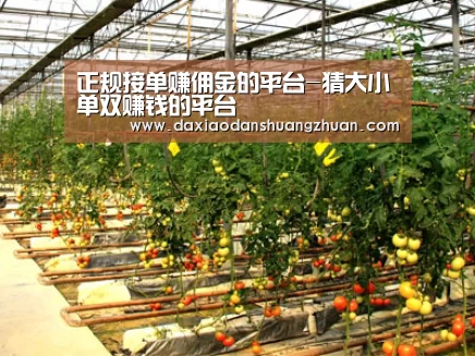 种植基地二(图1)